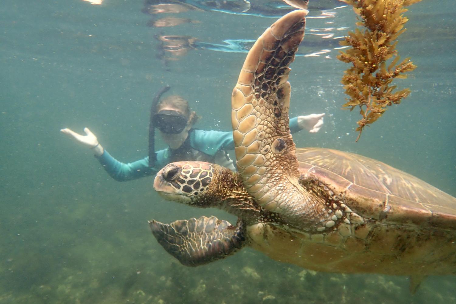 一名<a href='http://010fvoc0.011918.com'>博彩网址大全</a>学生在Galápagos群岛游学途中与一只巨龟游泳.